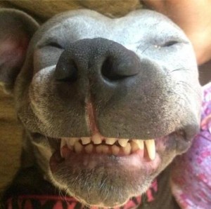 dog pictures for anthony