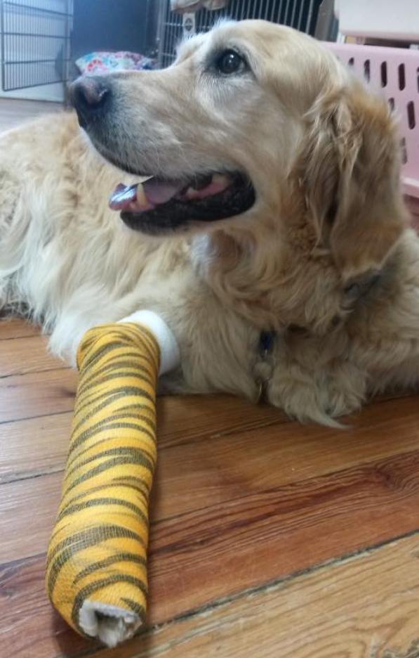 Figo hero guide dog with bandaged leg