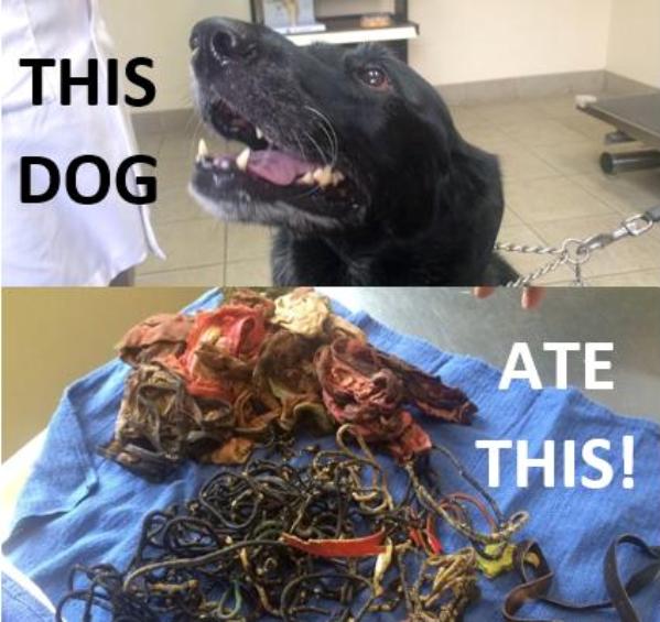 Vet Removes 62 Hair Bands, Undies and More from Lab's Stomach
