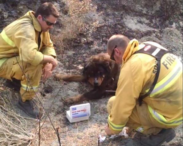 http://istilllovedogs.com/wp-content/uploads/2015/08/firefighters-save-dog-rocky-fire.jpg