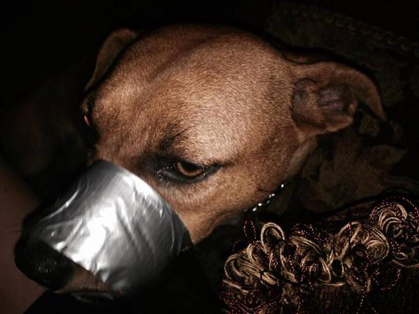 dog with duct tape on facebook