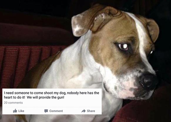 shoot my dog facebook post
