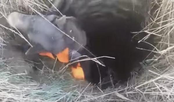 blind dog rescued from well