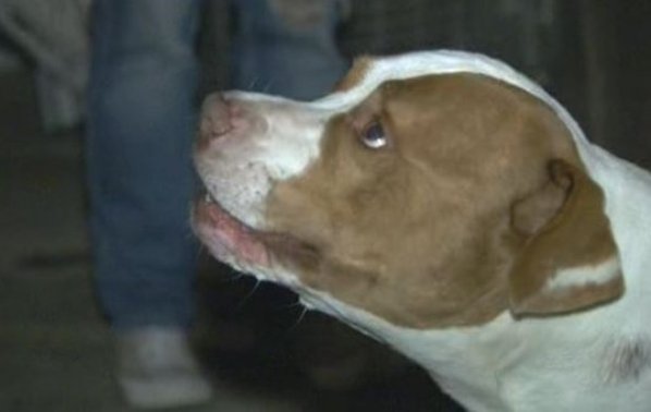 Droogie pit bull hero