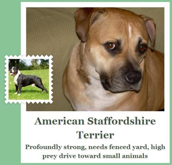 fetch app dog breed american staffordshire terrier