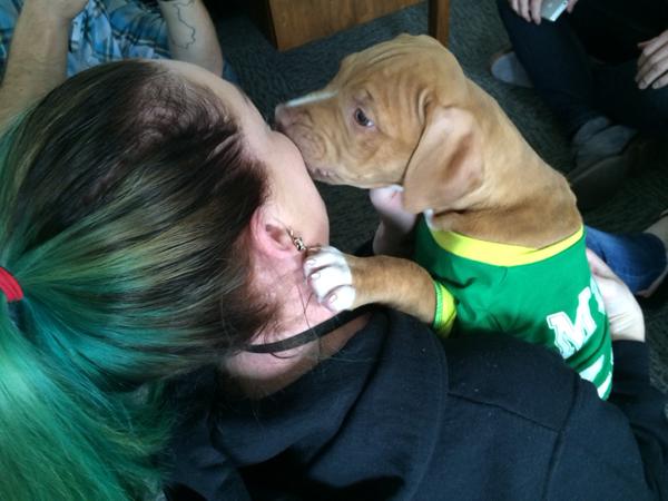 uber puppy bowl