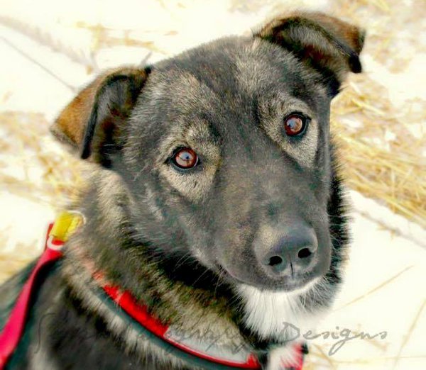 Nash Iditarod sled dog killed by snowmobiler