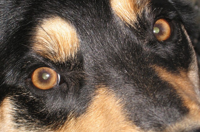 rottweiler eyes
