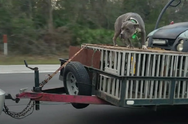 dog riding on trailer florida