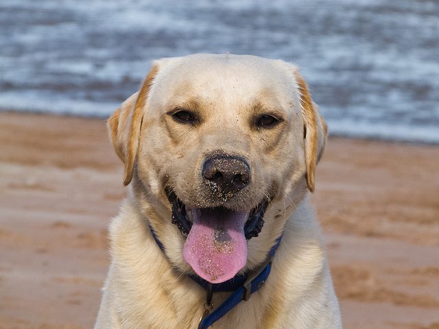 Labrador Retriever most popular AKC breed