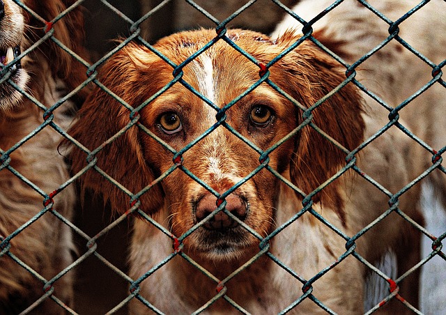San Bernardino animal shelter closing