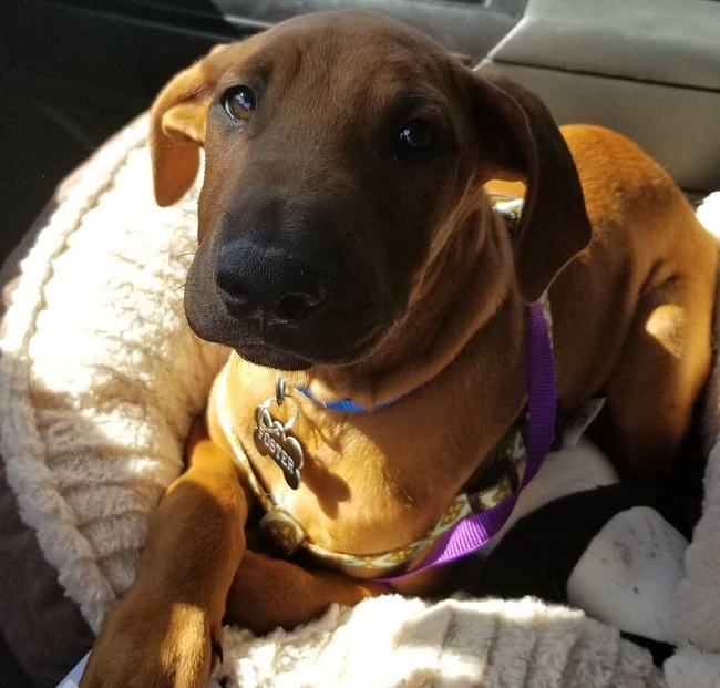 Sacramento police dispatcher adopts shelter therapy dog after tragedy