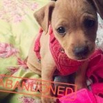 Love Me Tinder: Dating App Finds 2,700 Matches for 10 Homeless Dogs