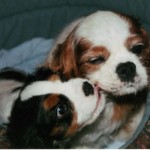 Physician Faces Cruelty Charges for Leaving 9 Dogs in His Car While He Worked