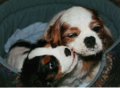 cavalier king charles spaniels