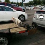 Viral Facebook Photos of Dog Tied to Trailer Lead to Investigation