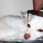 ‘Airhead’ Cop Leaves Blind Chihuahua Next to Busy Houston Highway