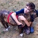 Hades the Hero Pit Bull Rescues Boy from Attacking Bees