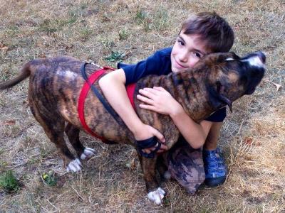 pit bull saves boy from bee attack