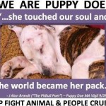 Puppy Doe’s Legacy: Tougher Animal Cruelty Laws in Massachusetts