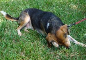 beagle scratching west nile virus