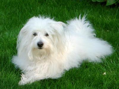 coton de tulear westminster dog show