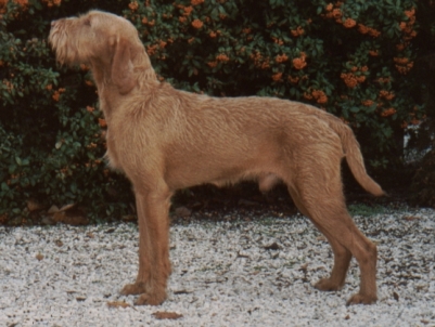 wirehaired vizsla westminster kennel club dog show