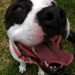 No Cruelty Charges for Man Who Killed Pit Bull at PetSmart Adoption Event