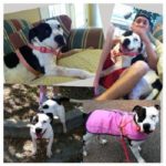 Pit Bull Hater Fatally Stabs Dog at PetSmart Adoption Event