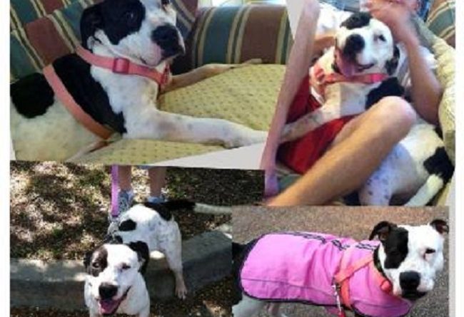 Clara, Pit Bull stabbed at PetSmart adoption event