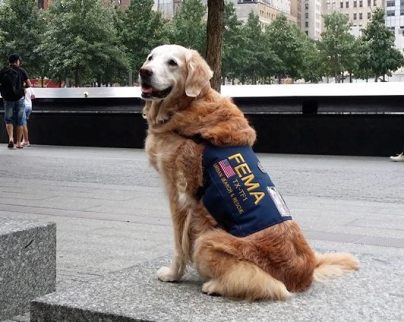 last surviving 9/11 search dog