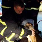 More Than $1 Million Raised Day After Arson Fire Destroys Dog Shelter