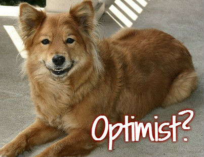 optimist dog