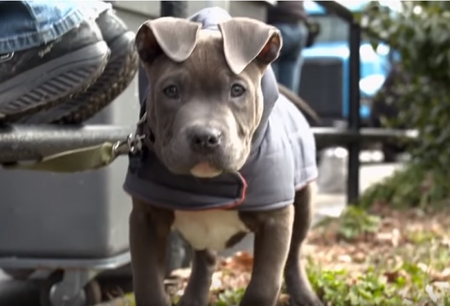 Pit bull from "The Drop," James Gadolfini's last movie