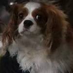 ‘Bright and Alert’ Ebola Patient’s Dog Is Quarantined at Naval Air Base