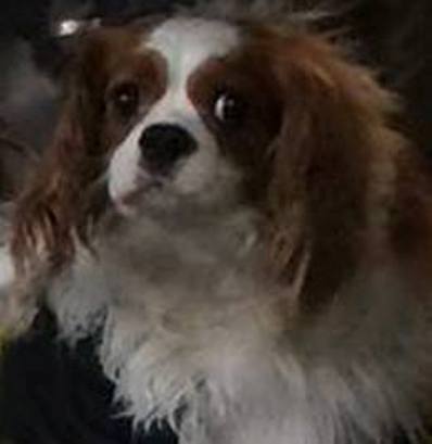 bentley dallas ebola patient's dog