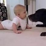 Baby Takes First Crawl to Dog, and…Awww