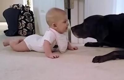 baby takes first crawl to dog