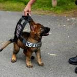 Ridiculously Cute Police Puppy in Training Photo Goes Viral