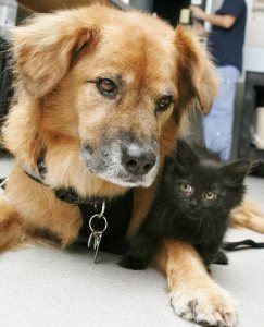 boots dog nanny with black kitten