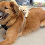 Katrina Survivor Boots Is Now Arizona Shelter’s ‘Kitten Whisperer’