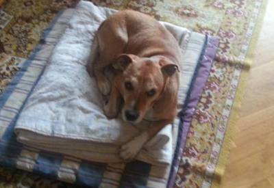 ebola patient's dog to be euthanized in spain
