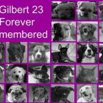 Green Acre Kennel Owners Charged with 22 Counts of Felony Animal Cruelty