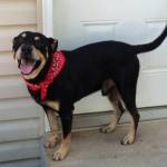 Lazarus the Miracle Dog Wakes Up After Being Put to Sleep
