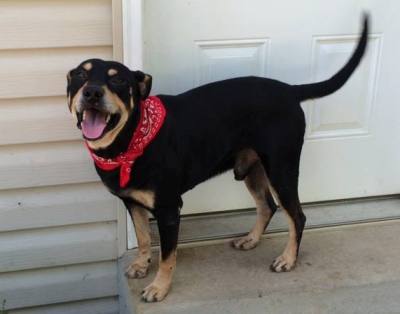 lazarus dog survived euthanization attempt