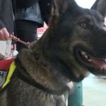 Veteran Donates Leg to Cadaver Dog Training Program