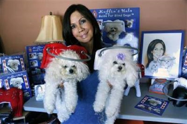 Muffin's Halo for blind dogs