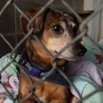 NIH Stops Funding Biomedical Research Using Randomly Sourced Dogs