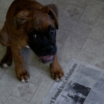 Study Shows News Media Has, In Fact, Gone to the Dogs