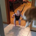 Border Collie Shows Baby How to Jump [Video]